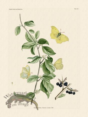 Wilkes Butterflies 029